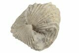 Jurassic Fossil Brachiopod (Burmirhynchia) - France #189483-1